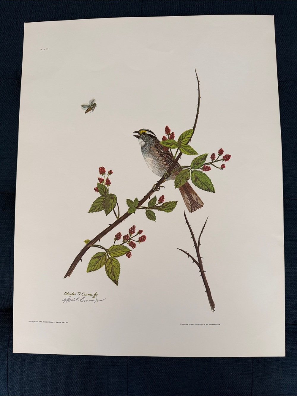 Vintage 1969  Bird on berry branch Lithograph Print Charles “Chuck” Crume Jr.